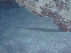 Aulostomus maculatus
