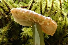 Gliophorus