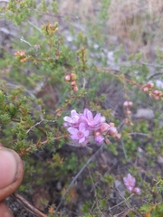 Verticordia plumosa