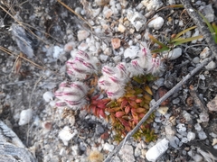 Ptilotus declinatus