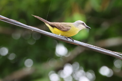 Tyrannus albogularis