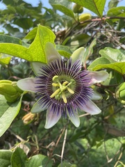 Passiflora alata × caerulea
