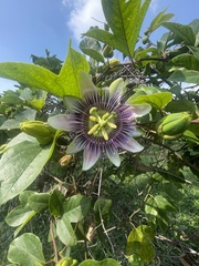 Passiflora alata × caerulea