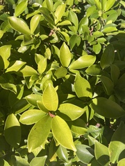 Ficus microcarpa