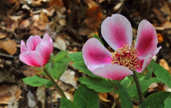 Paeonia kesrouanensis