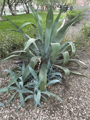 Agave