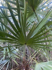 Serenoa repens