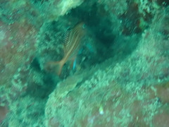 Sargocentron coruscum