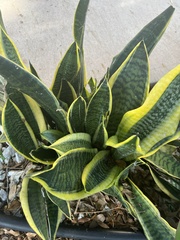 Sansevieria