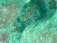 Sargocentron coruscum