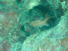 Sargocentron coruscum