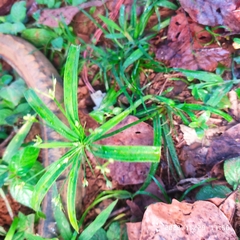 Cyperus albostriatus