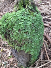 Hymenophyllum cupressiforme