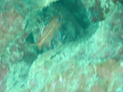 Sargocentron coruscum