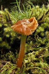Gliophorus