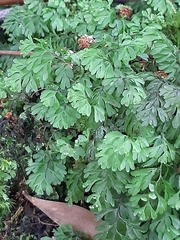 Hymenophyllum cupressiforme