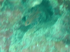 Sargocentron coruscum