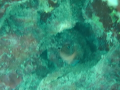 Sargocentron coruscum