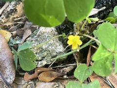 Oxalis corniculata