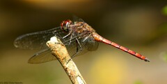Elasmothemis cannacrioides