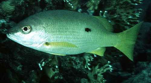 Blackspot Snapper