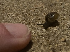 Ventridens ligera