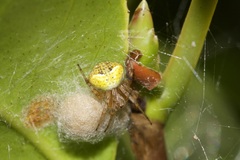 Araneus albotriangulus