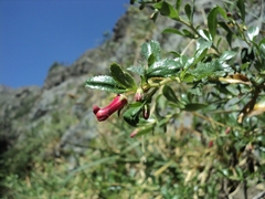 Escallonia carmelitana