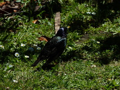 Sturnus vulgaris vulgaris