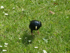 Sturnus vulgaris vulgaris