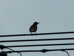 Sturnus vulgaris vulgaris