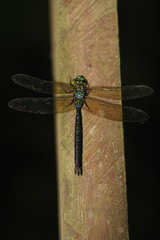 Heliaeschna uninervulata