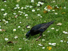 Sturnus vulgaris vulgaris