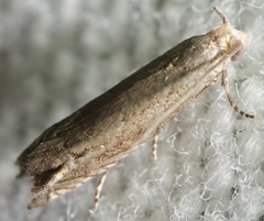 Epiblema minutana