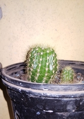 Espostoa