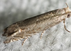 Epiblema minutana