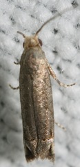 Epiblema minutana
