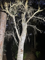 Quercus virginiana