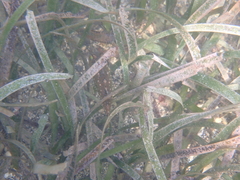 Sphoeroides spengleri