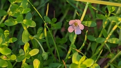 Bacopa monnieri