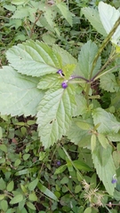 Stachytarpheta cayennensis
