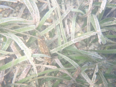 Sphoeroides spengleri