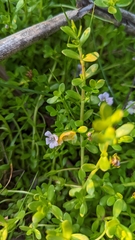 Bacopa monnieri