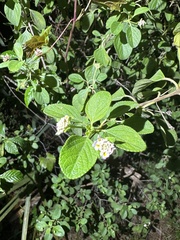 Lantana involucrata