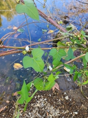 Ipomoea lacunosa
