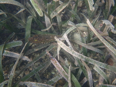 Sphoeroides spengleri