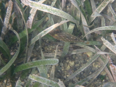 Sphoeroides spengleri