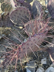 Opuntia azurea