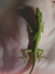 Anolis carolinensis