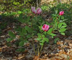 Paeonia kesrouanensis
